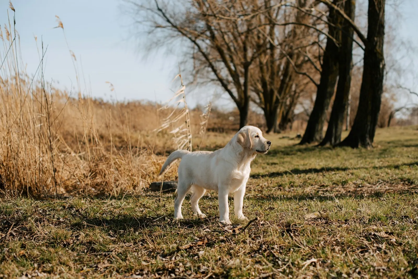 What is a Private Cremation for Dogs? Understanding Your Options with Animal Aftercare.