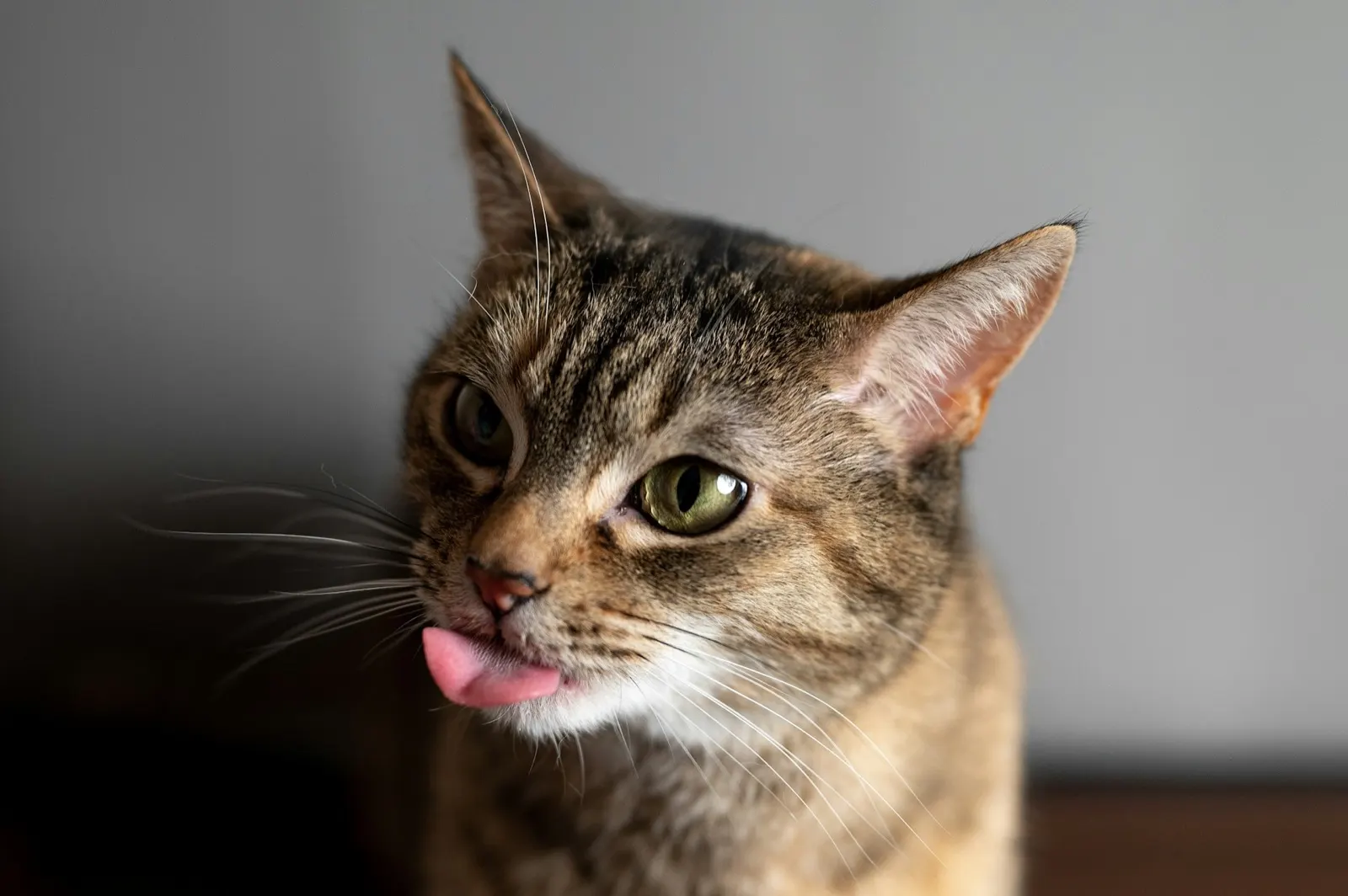 What is the Best Way to Bury a Cat: Guidance from Animal Aftercare.