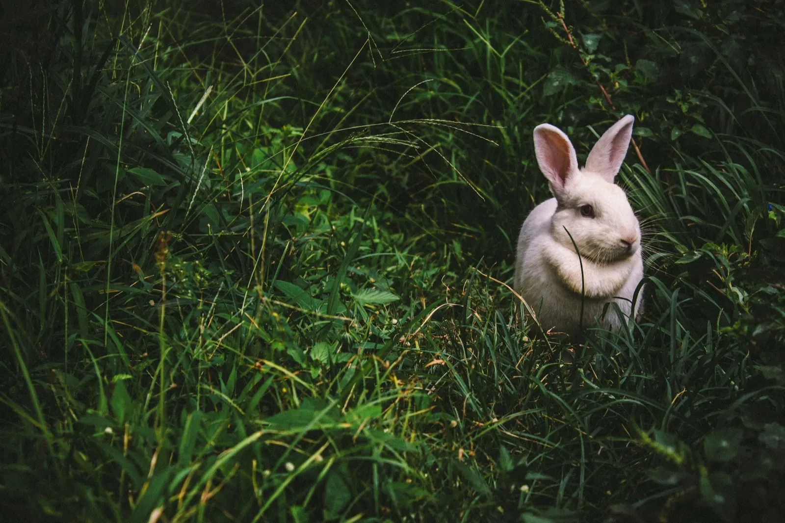 What is the Best Way to Bury a Pet Rabbit? A Guide by Animal Aftercare.