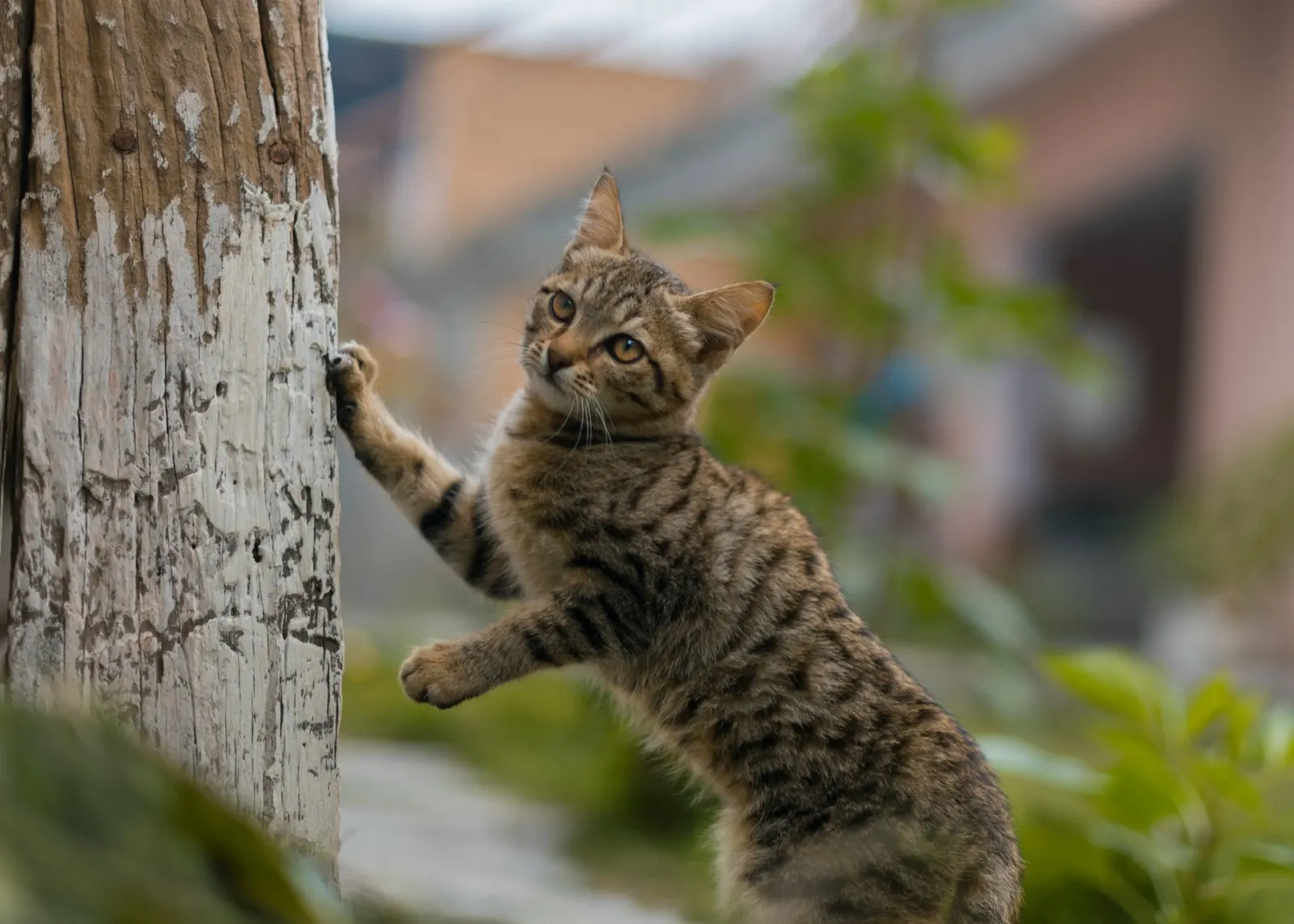 What Not to Say to Someone Who Lost a Pet: Insights from Animal Aftercare.