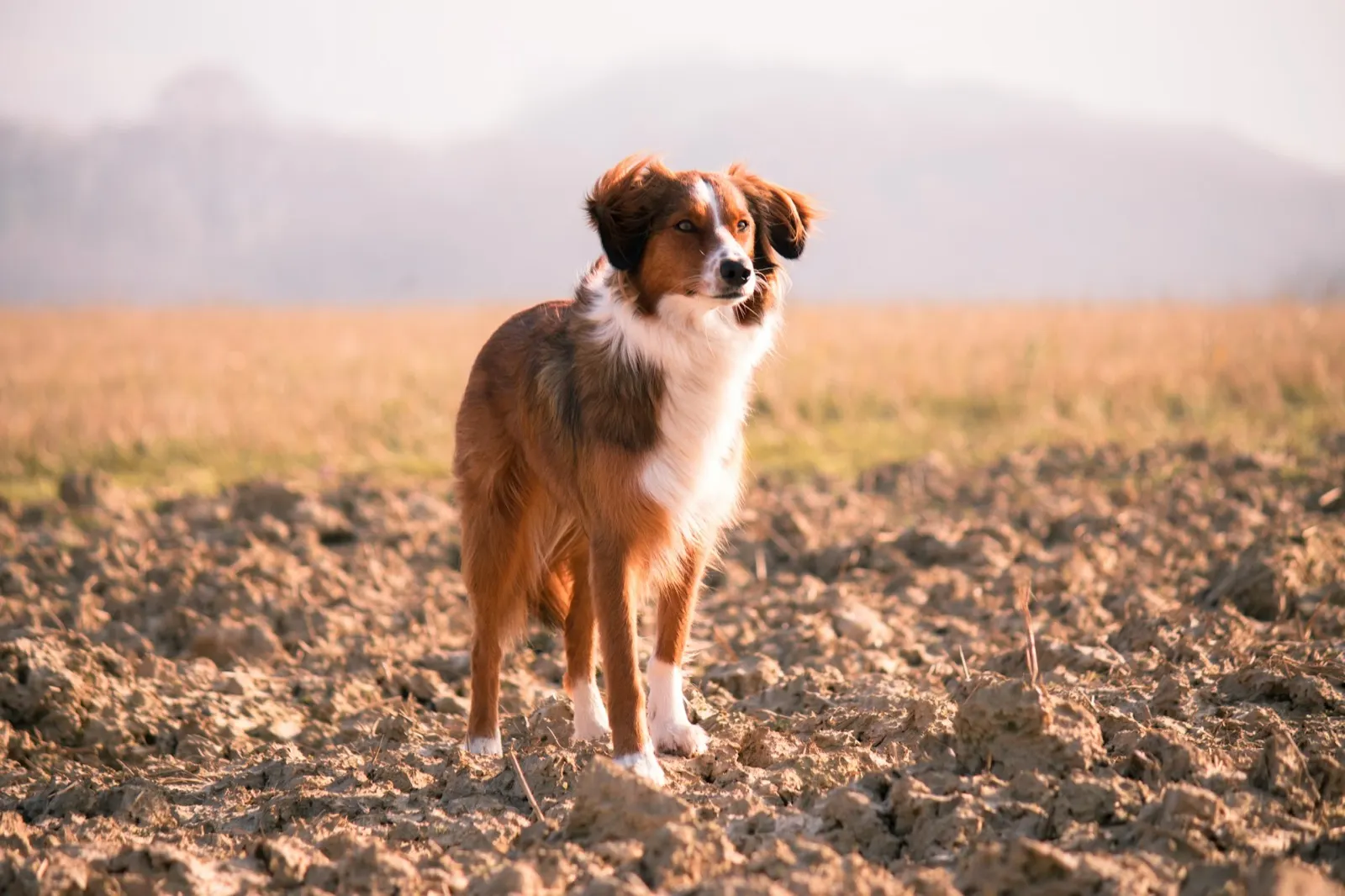What Sedative is Used for Euthanasia in Dogs? - Animal Aftercare.