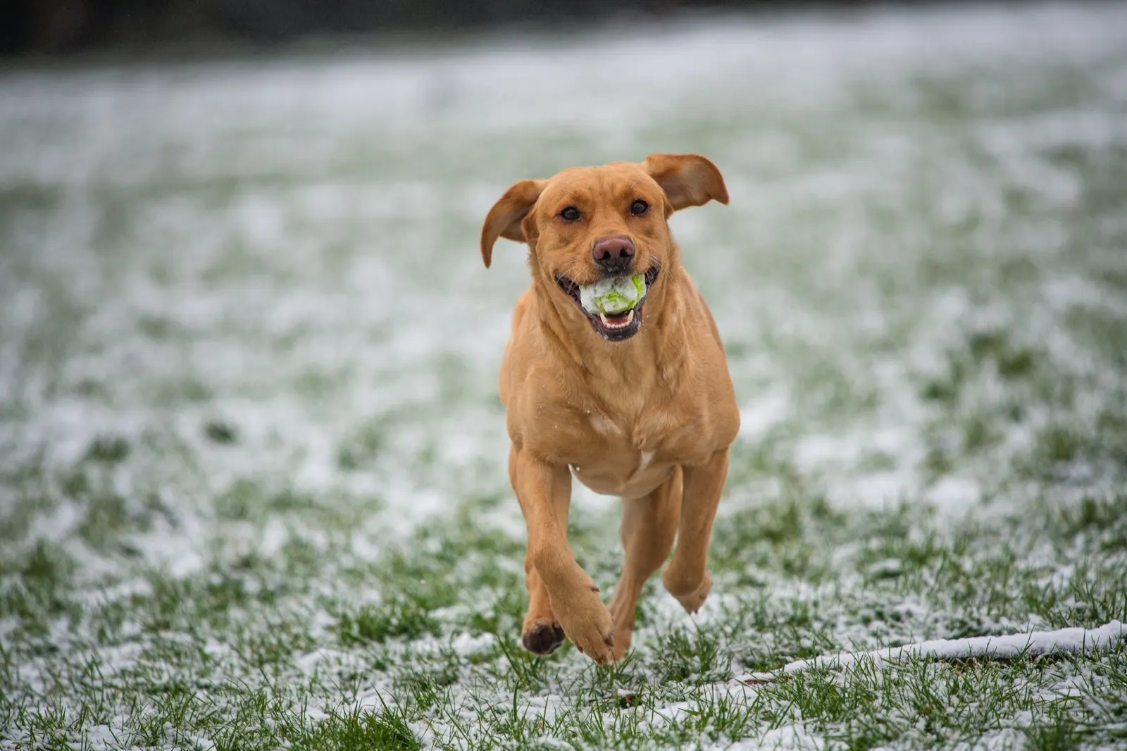 What Size Urn Do I Need for My Dog? Essential Guide from Animal Aftercare.