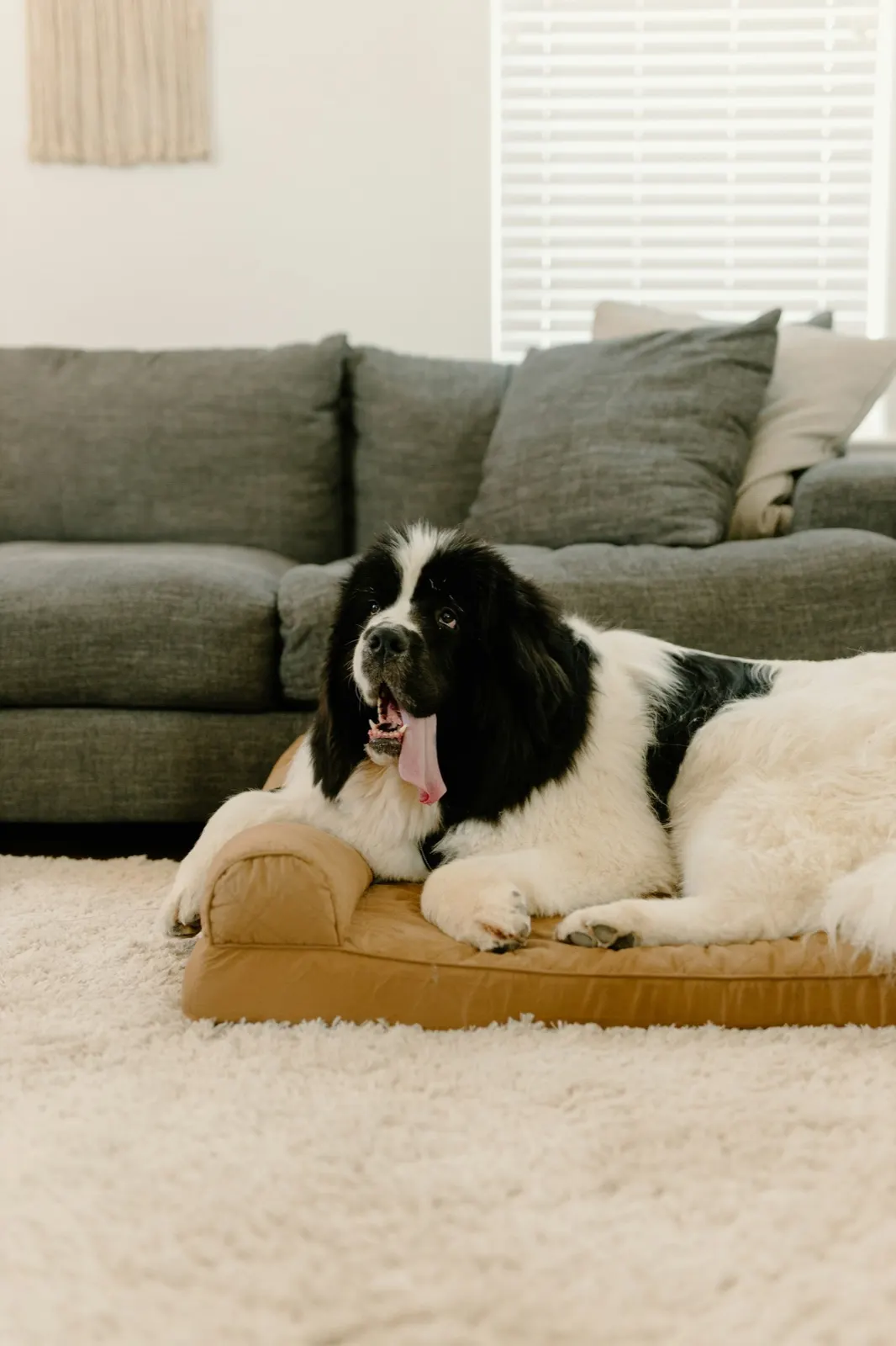 Animal Aftercare: What to Do When a Pet Dies.