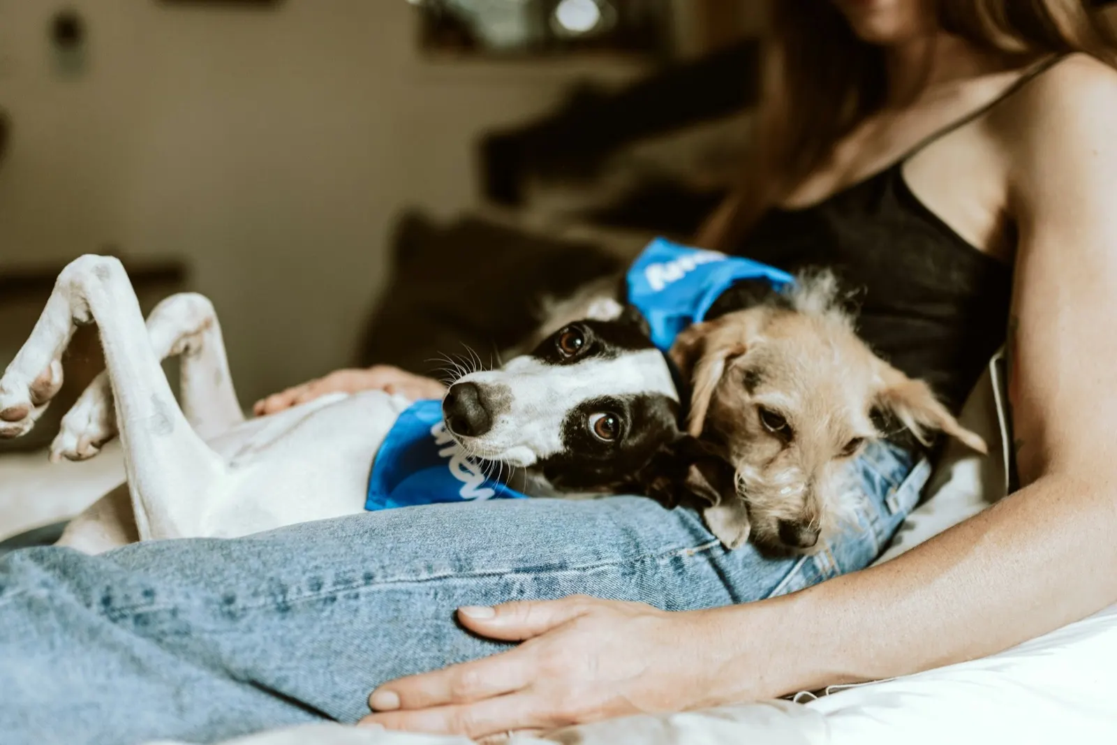 What to Do When Someone Loses a Pet: Guidance from Animal Aftercare.