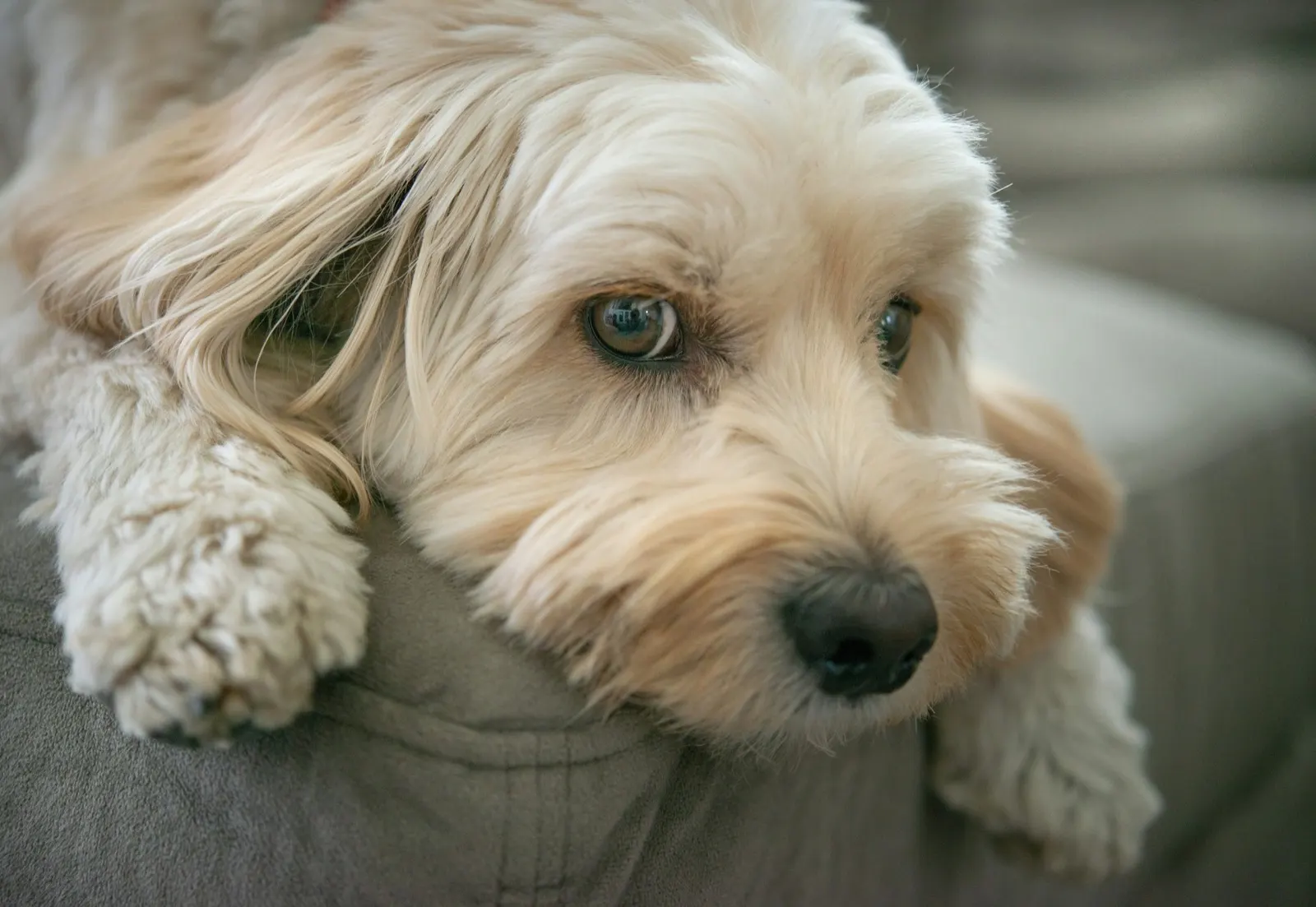 What to Do When Your Pet Dies at Home: A Guide from Animal Aftercare.