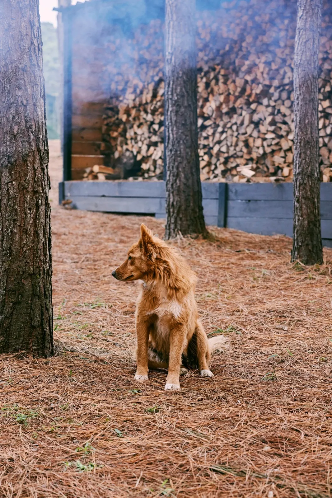 Animal Aftercare: What to Do with Dog Fur After Death.