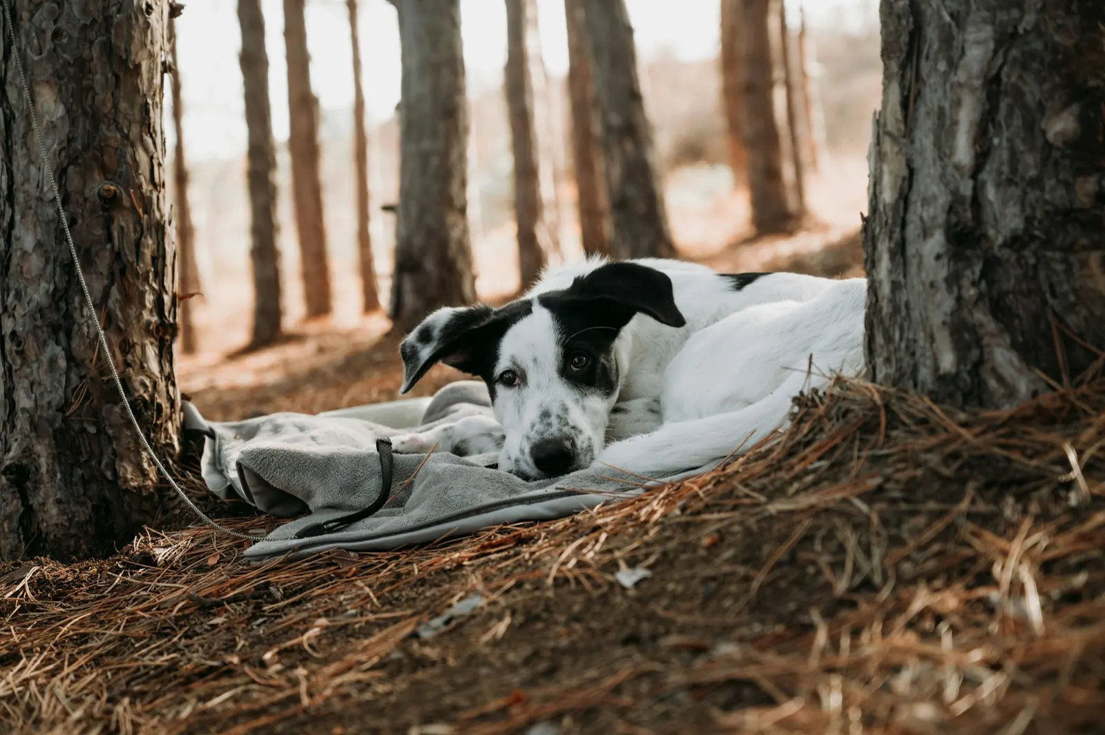 What to Do with Pets Ashes: Thoughtful Options from Animal Aftercare.
