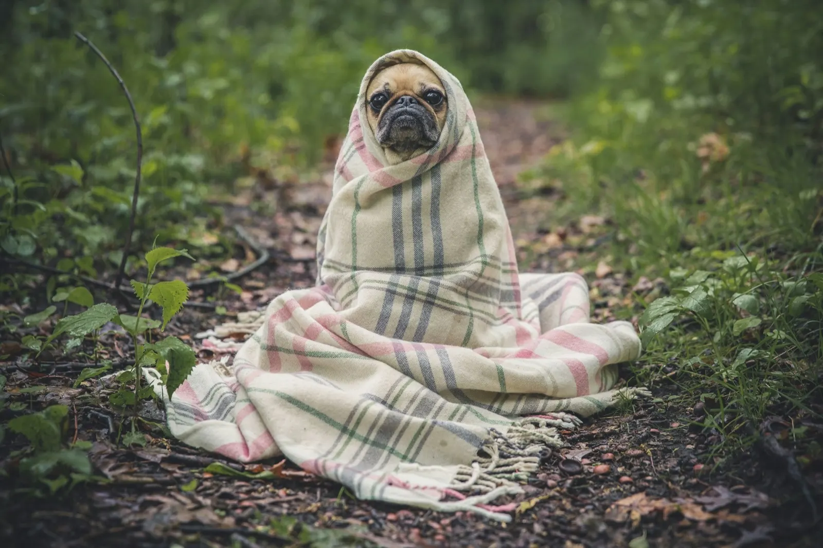 Animal Aftercare: What to Do with Your Pet When It Dies.