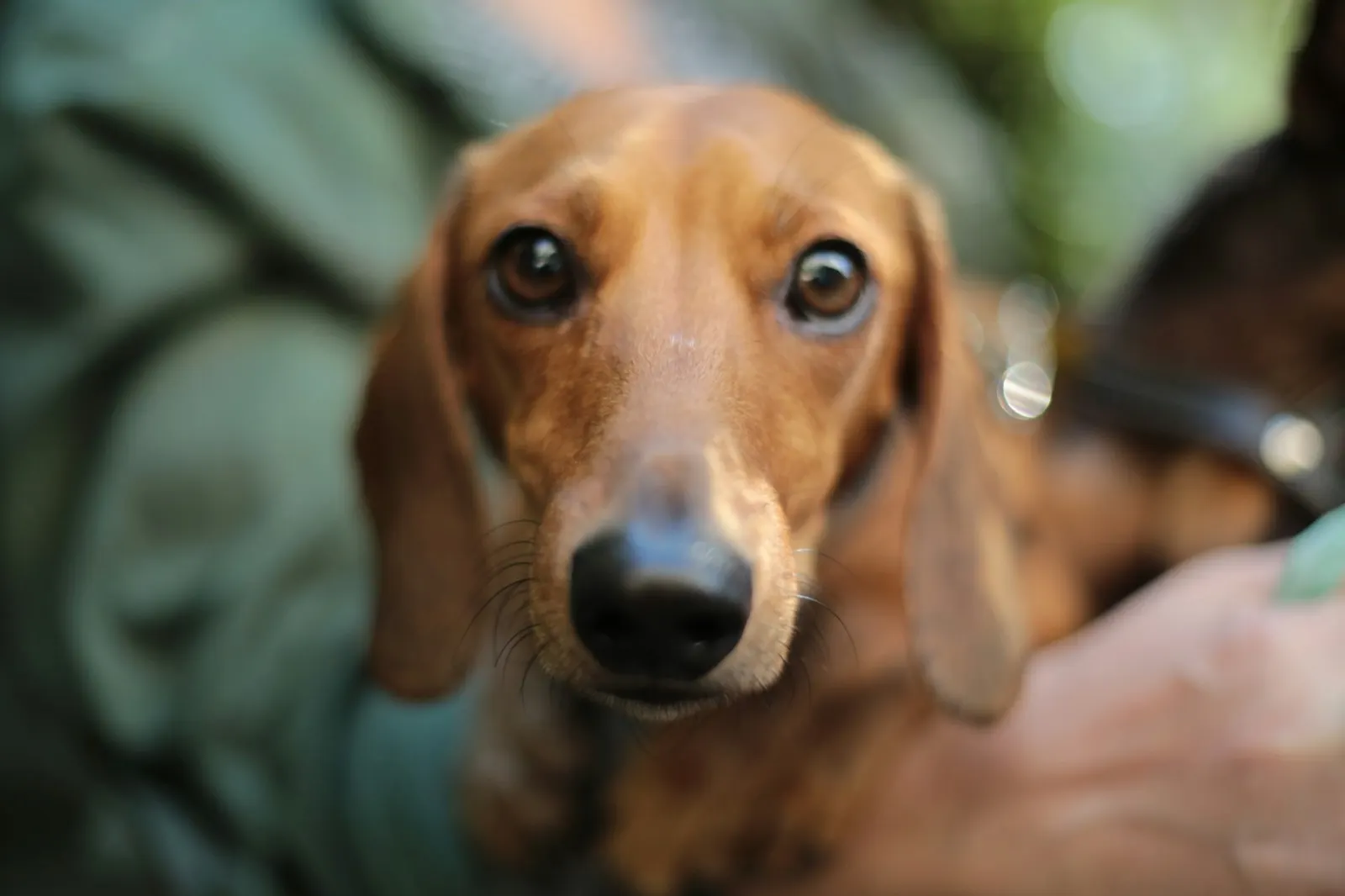 Animal Aftercare: What to Get Someone Whose Dog Died.