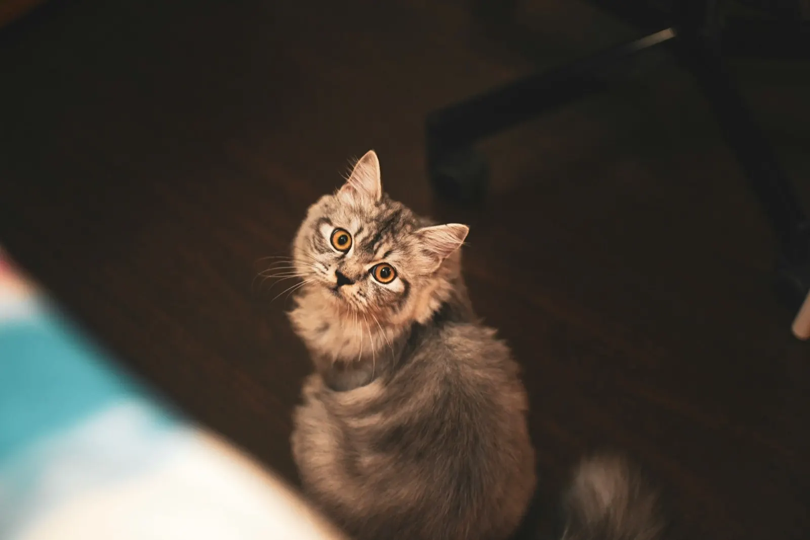 Animal Aftercare: What to Say at a Pet Funeral.