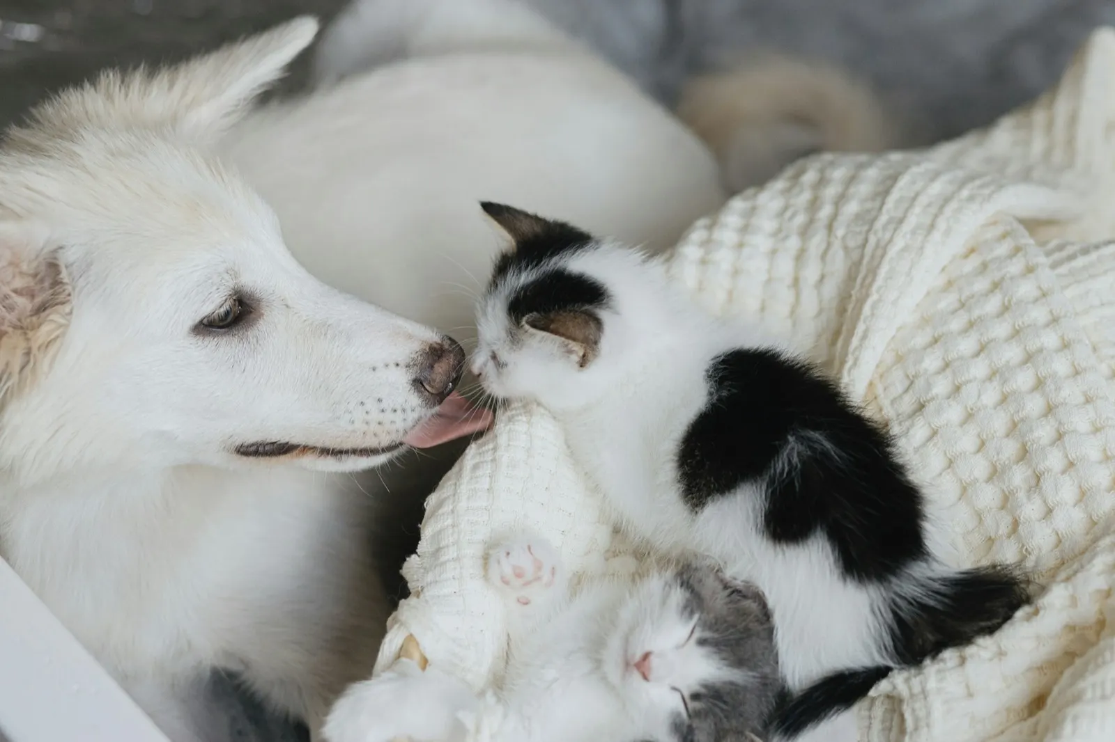 What to Say When Spreading Pet Ashes: Insights from Animal Aftercare.
