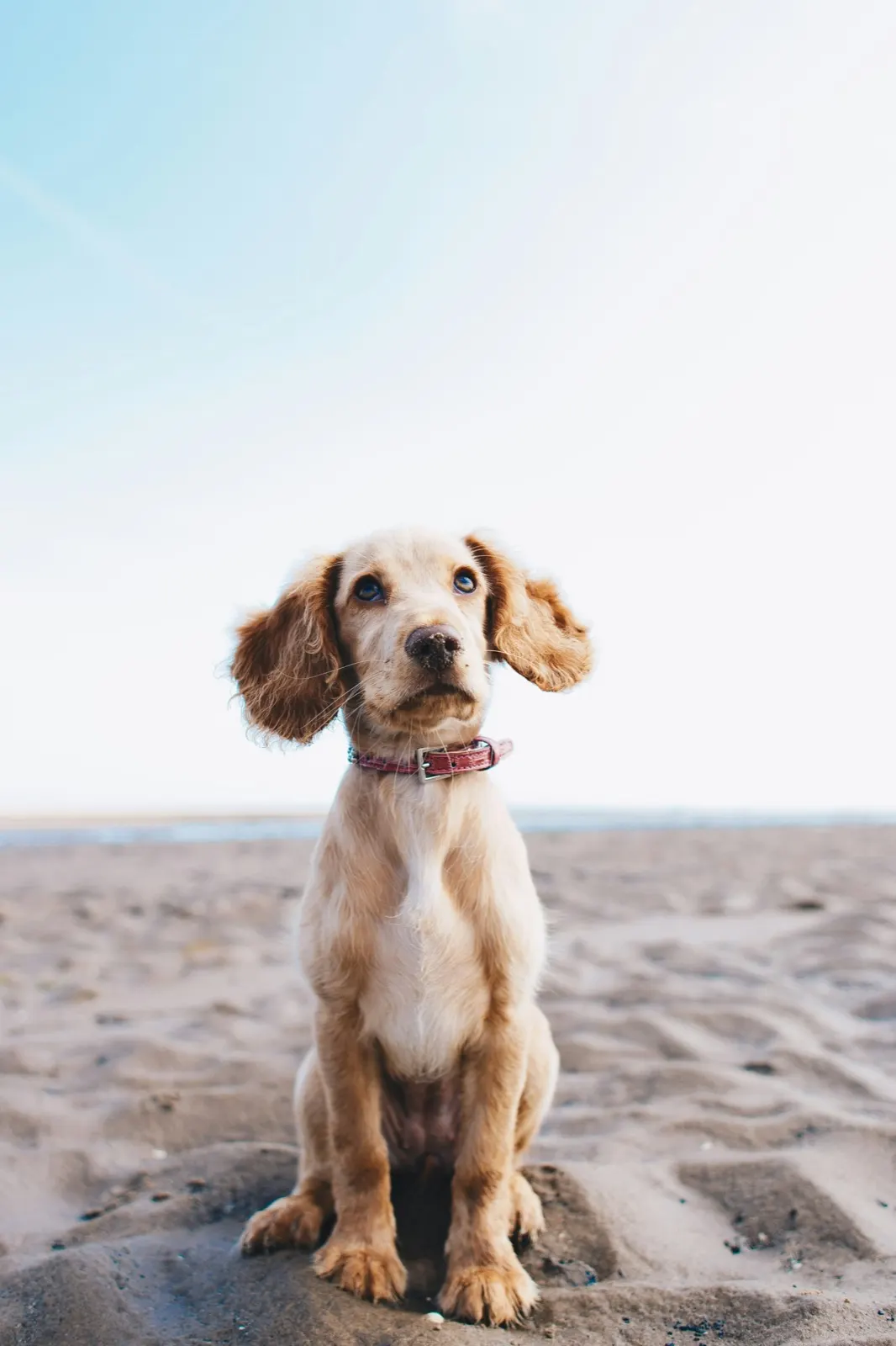 Animal Aftercare: When to Consider Euthanasia for a Dog with Cancer.