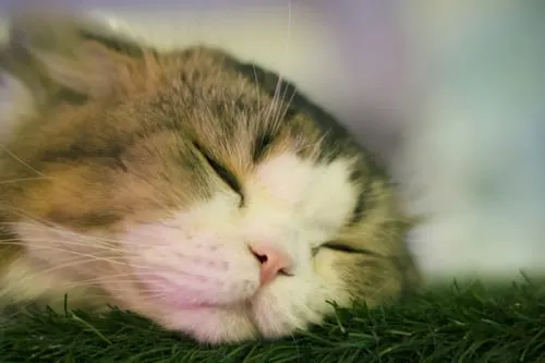 When to Euthanize a Cat with Seizures: Expert Advice from Animal Aftercare.