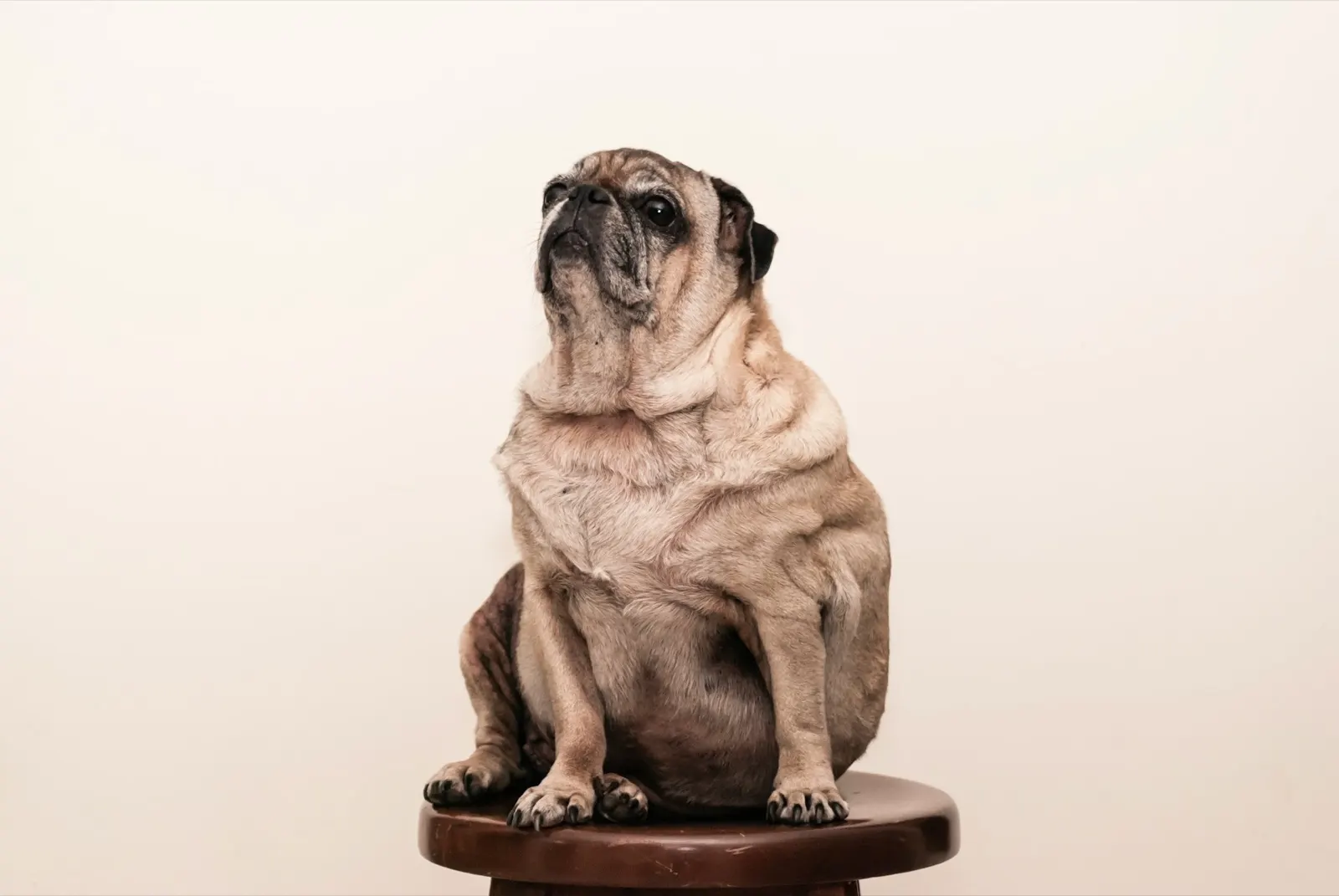 When to Euthanize a Dog with Arthritis: Signs It's Time