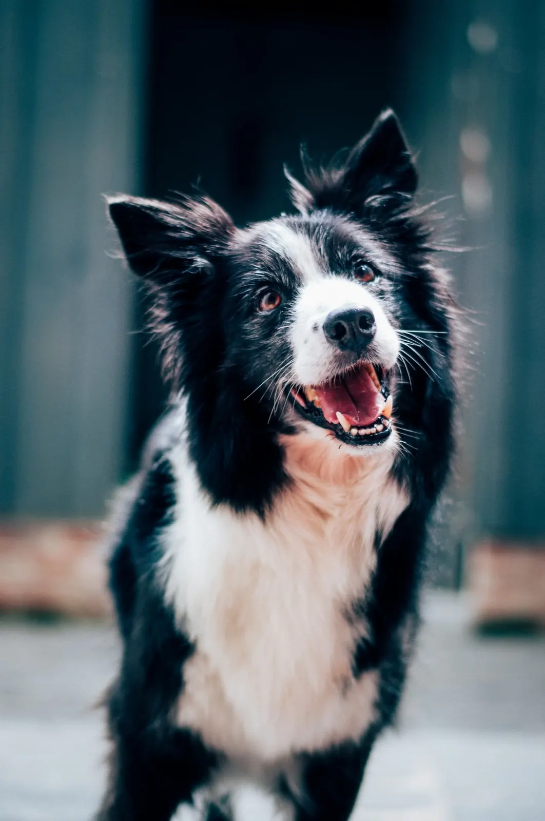 When to Euthanize a Dog with Cancer: Expert Advice from Animal Aftercare.