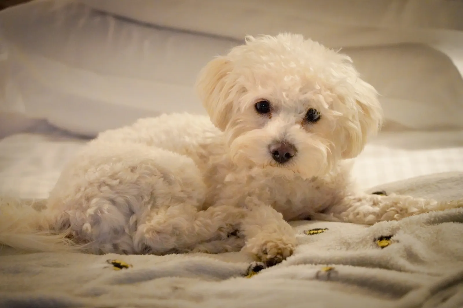 Where Can I Bury My Pet for Free Near Me? Insights from Animal Aftercare.