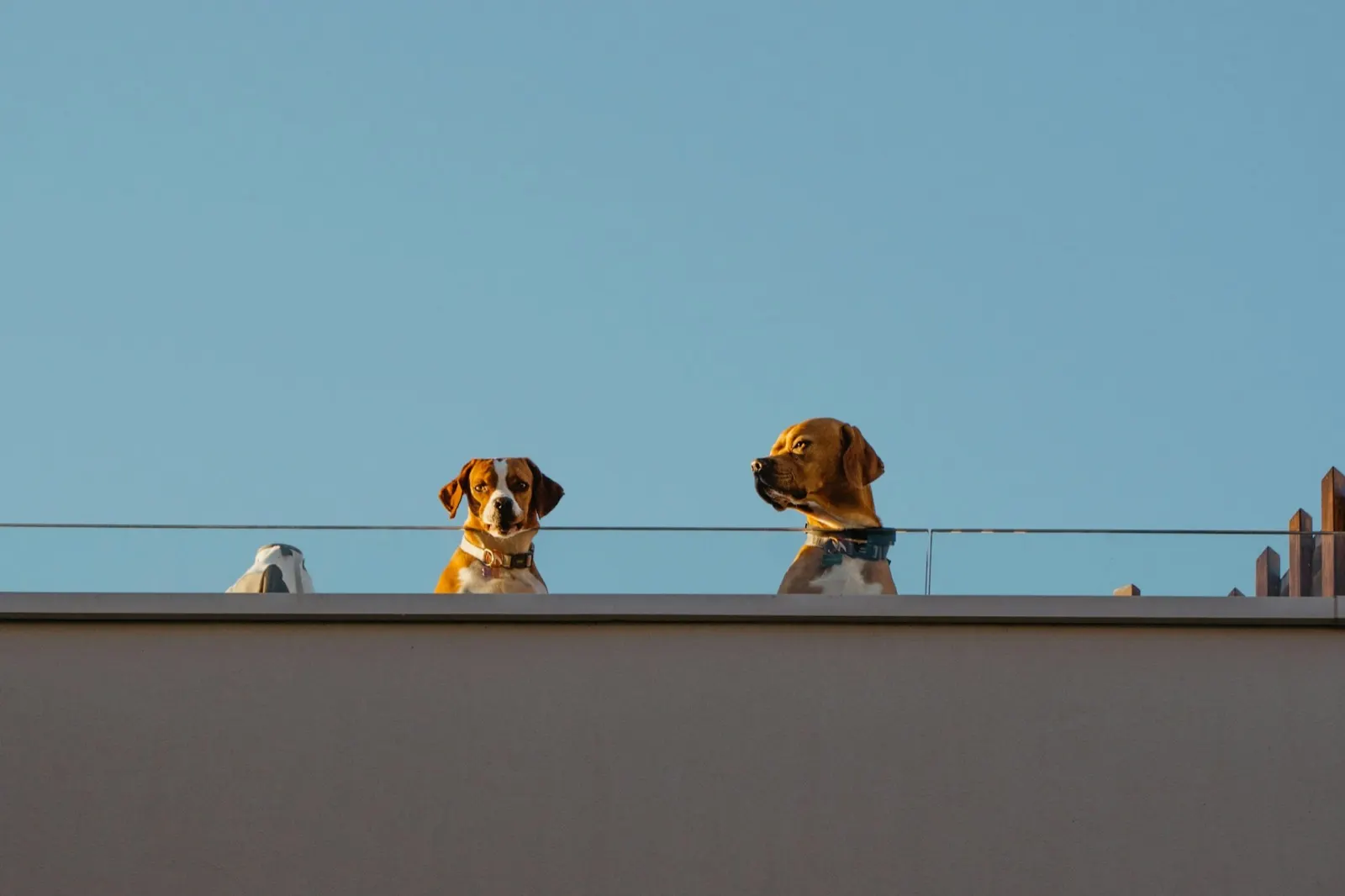 Why Does My Dog Hide in the Bathroom? Understanding Canine Behavior with Animal Aftercare.
