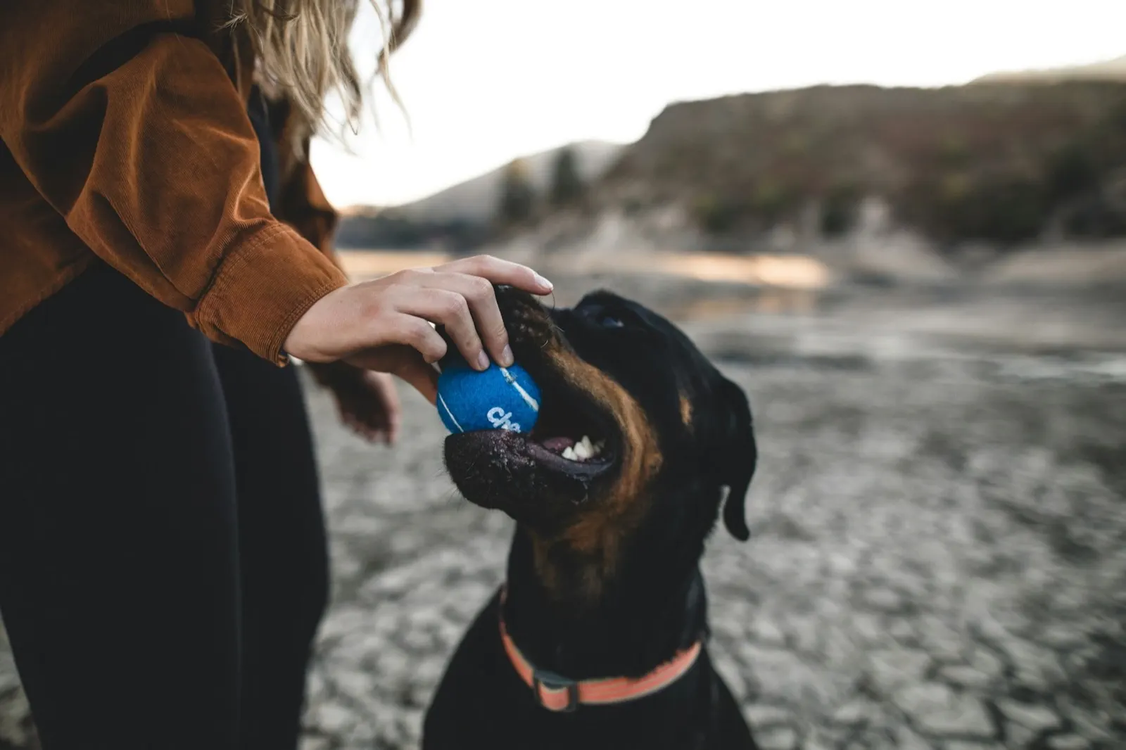 Will a Buried Dog Smell? Insights from Animal Aftercare.