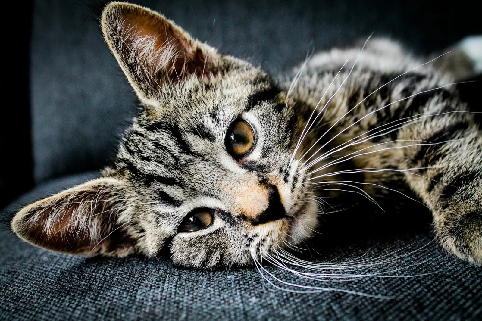Will a Vet Euthanize a Healthy Cat? Insights from Animal Aftercare.