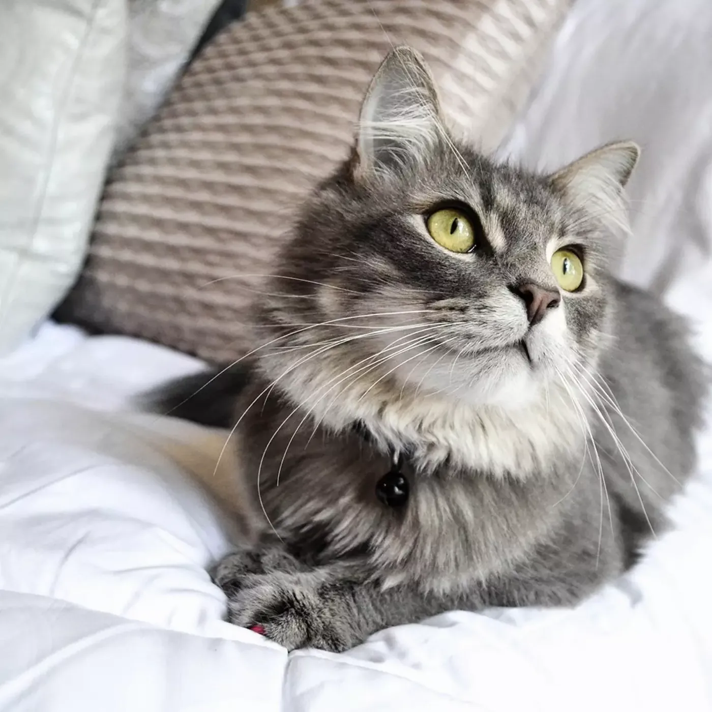 A calm grey cat resting at home