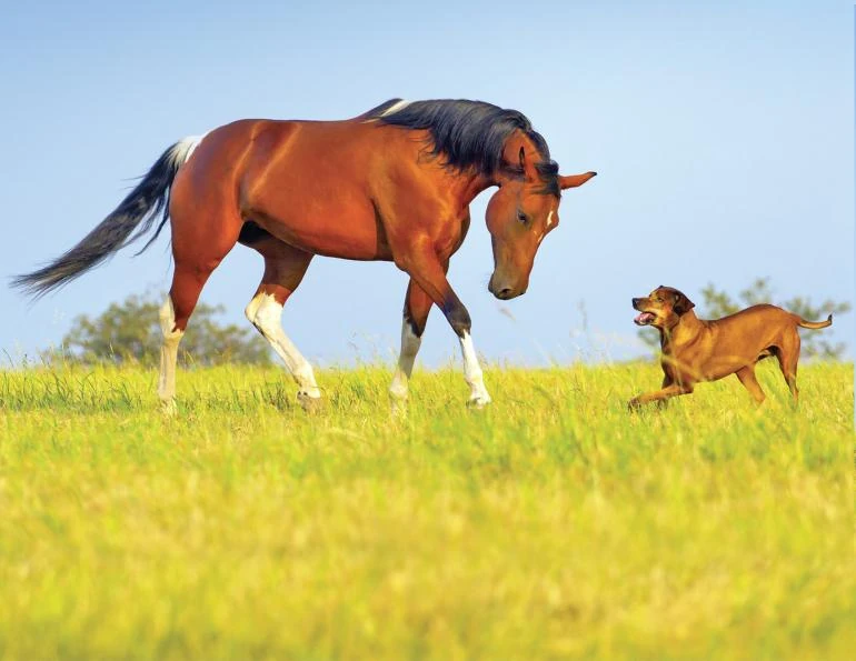 A horse and a dog together in a sunlit field