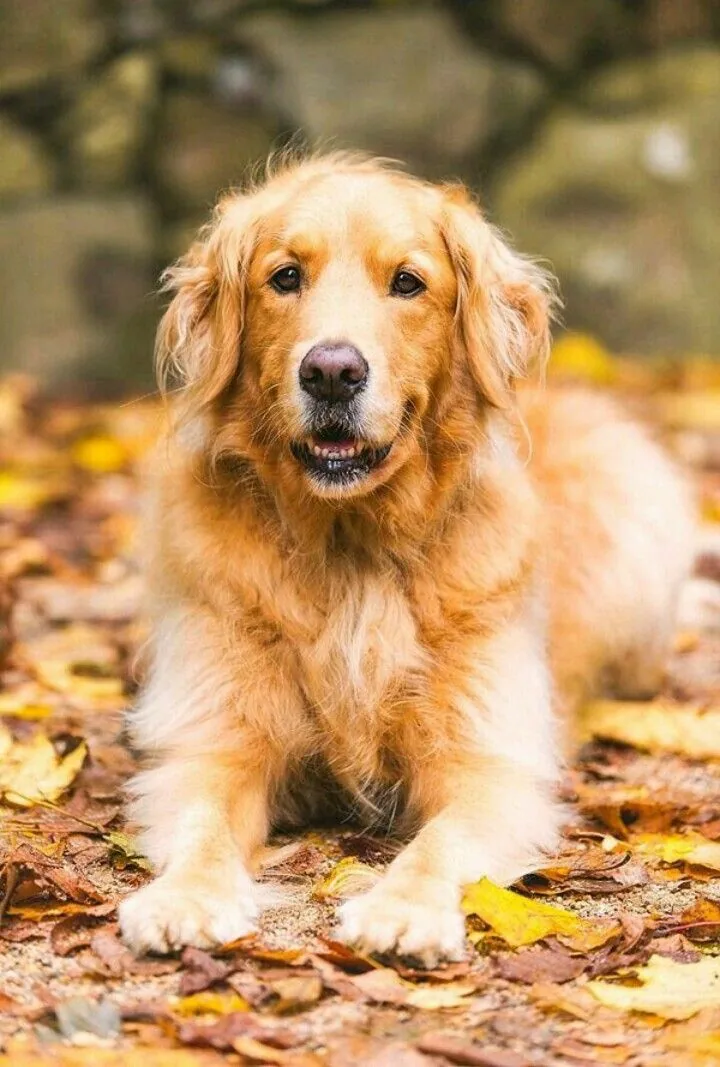 A golden retriever resting among autumn leaves