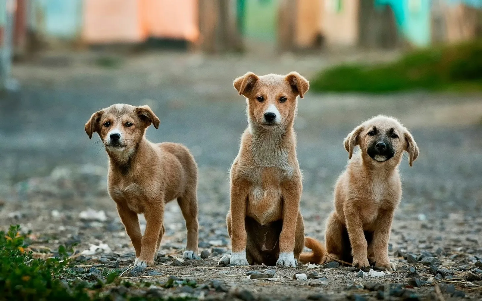 Pet Euthanasia